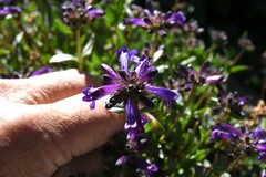 Penstemon heterodoxus heterodoxus