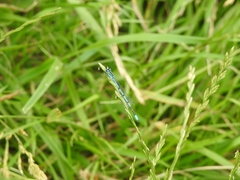 Coenagrion puella