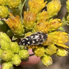 Acmaeodera bacchariphaga