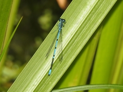Coenagrion puella