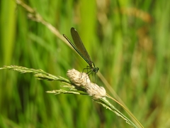 Calopteryx splendens