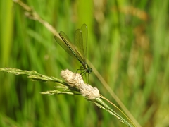 Calopteryx splendens