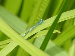 Coenagrion puella