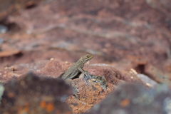 Oplurus quadrimaculatus