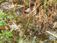 Orthetrum cancellatum