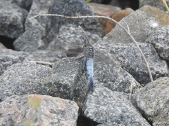 Orthetrum cancellatum