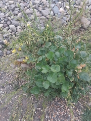 Barbarea vulgaris