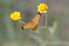 Pardopsis punctatissima