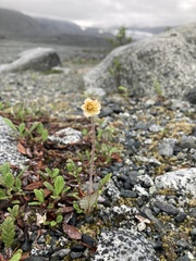 Dryas ajanensis