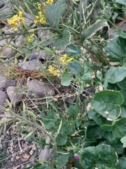 Barbarea vulgaris
