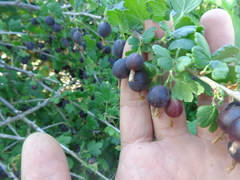 Ribes × nidigrolaria