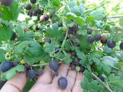 Ribes × nidigrolaria