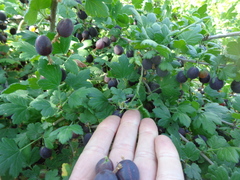 Ribes × nidigrolaria