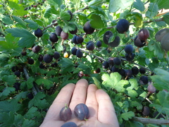 Ribes × nidigrolaria