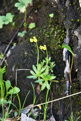 Draba glacialis