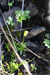 Draba glacialis