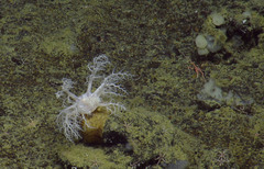 Psolus squamatus