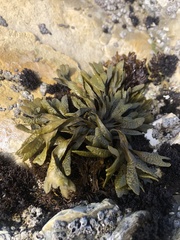 Pelvetiopsis limitata