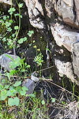 Draba glacialis