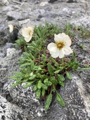 Dryas ajanensis