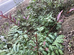 Cupaniopsis newmanii