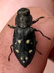 Phaenops