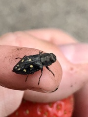 Phaenops
