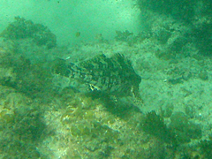 Chironemus marmoratus