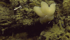 Pterasteridae