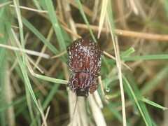 Mitua tuberculicostata