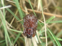 Mitua tuberculicostata