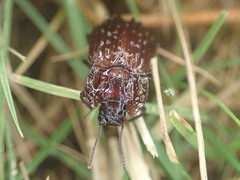 Mitua tuberculicostata