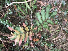 Cupaniopsis newmanii