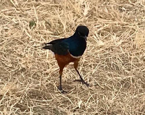 Lamprotornis superbus