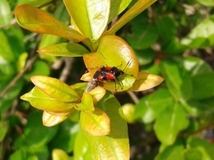 Deraeocoris rutilus