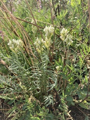 Oxytropis maydelliana