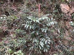 Cupaniopsis newmanii