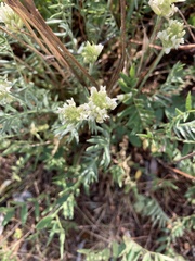 Oxytropis maydelliana