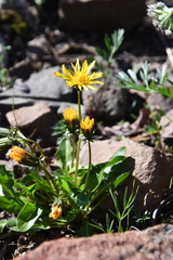 Taraxacum glabrum
