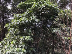 Cupaniopsis newmanii