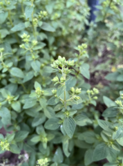 Origanum majorana