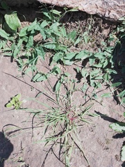 Eragrostis amurensis