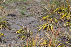 Motacilla flaviventris