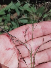 Eragrostis amurensis