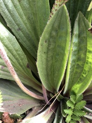 Plantago subnuda