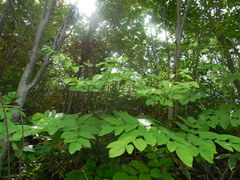 Aralia cordata
