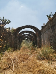 Myrtillocactus geometrizans