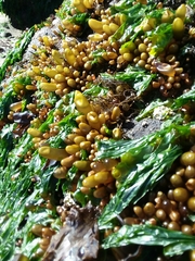 Halosaccion glandiforme
