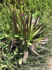 Plantago subnuda