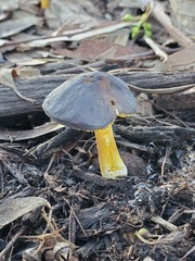 Pluteus pauperculus